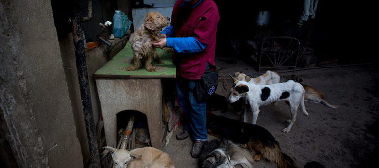 La crisis mata de hambre a las mascotas en Venezuela