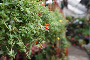 Garden center, la evolución en el negocio de los viveros